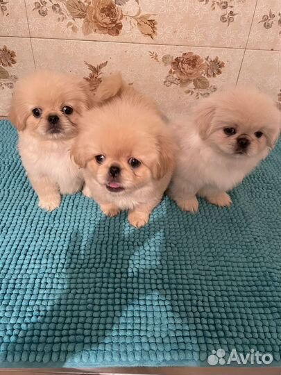 Щенки пекинеса