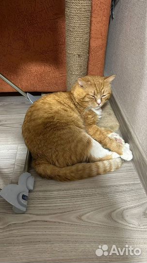 Котик в добрые руки