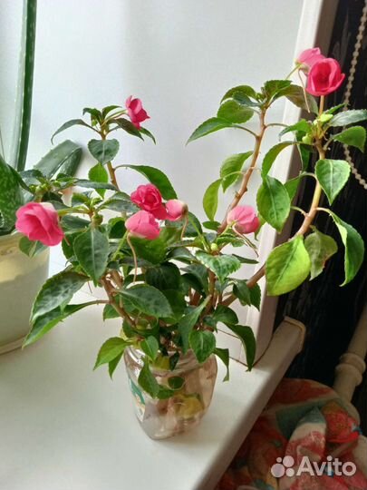 Огонек цветы