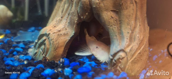 Аквариум с рыбками