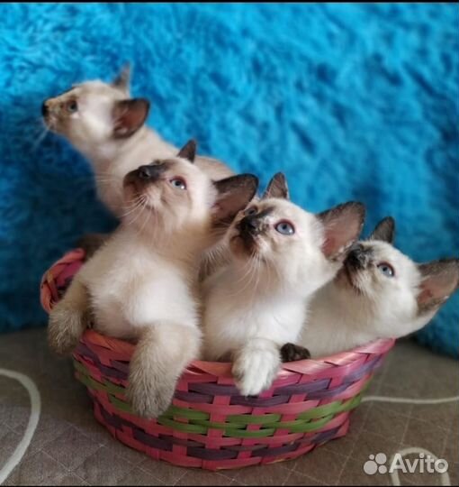 Меконгские бобтейлы