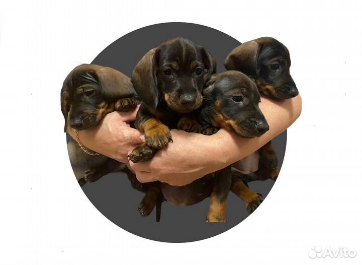 Карликовая такса щенки