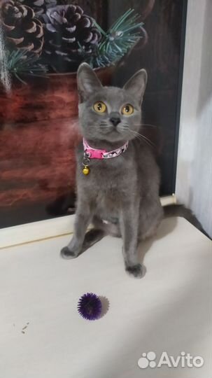 Отдам кошечку Монику