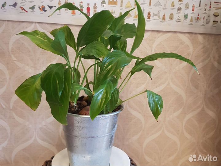 Спатифиллум