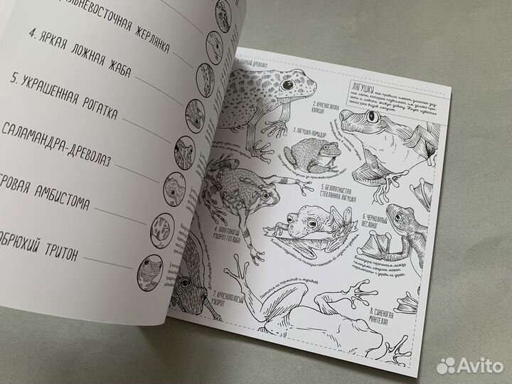 Раскраска издательство миф Раскраска антистресс