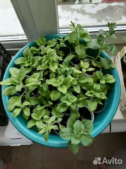 Цветы петунии бархатцы рассада