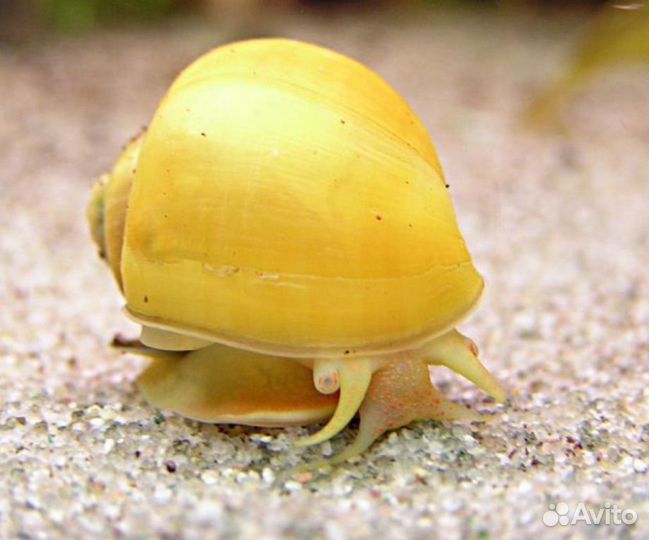 Улитки ампулярии