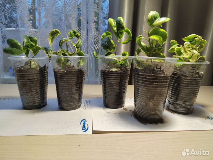 Фикус Бенджамина Ирэн