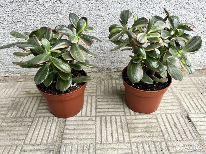 Крассула толстянка вариегатная