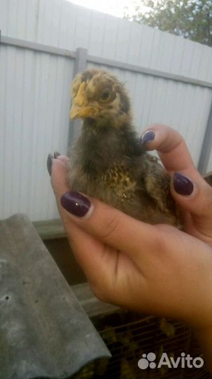 Гусята,Утята, Индоутка, Цыплята