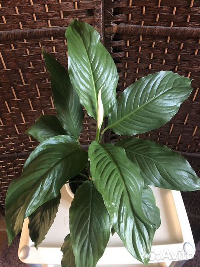 Спатифиллум цветы любви