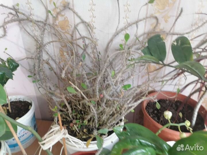 Комнатные растения