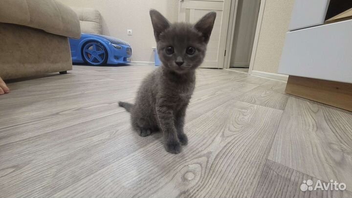 Котята в добрые руки бесплатно