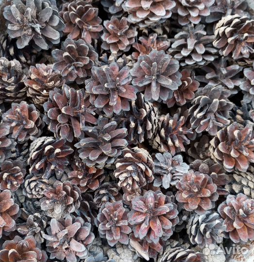 Продам шишки ровные,красивые