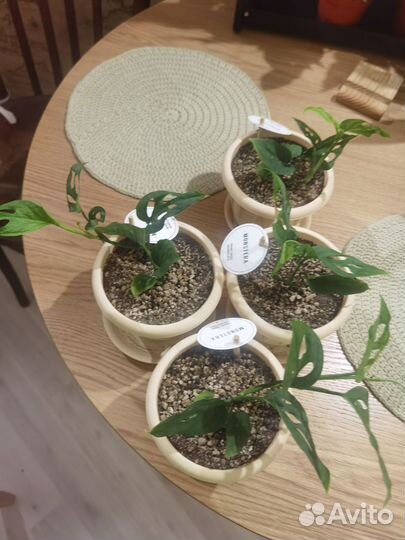 Монстера манки