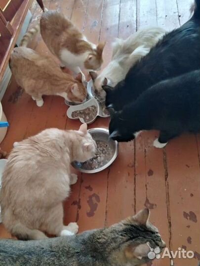 Котики в добрые руки