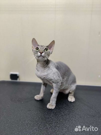 Стрижка собак и кошек