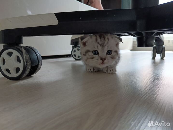 Британские котята