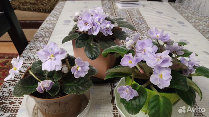 Фиалки обмен