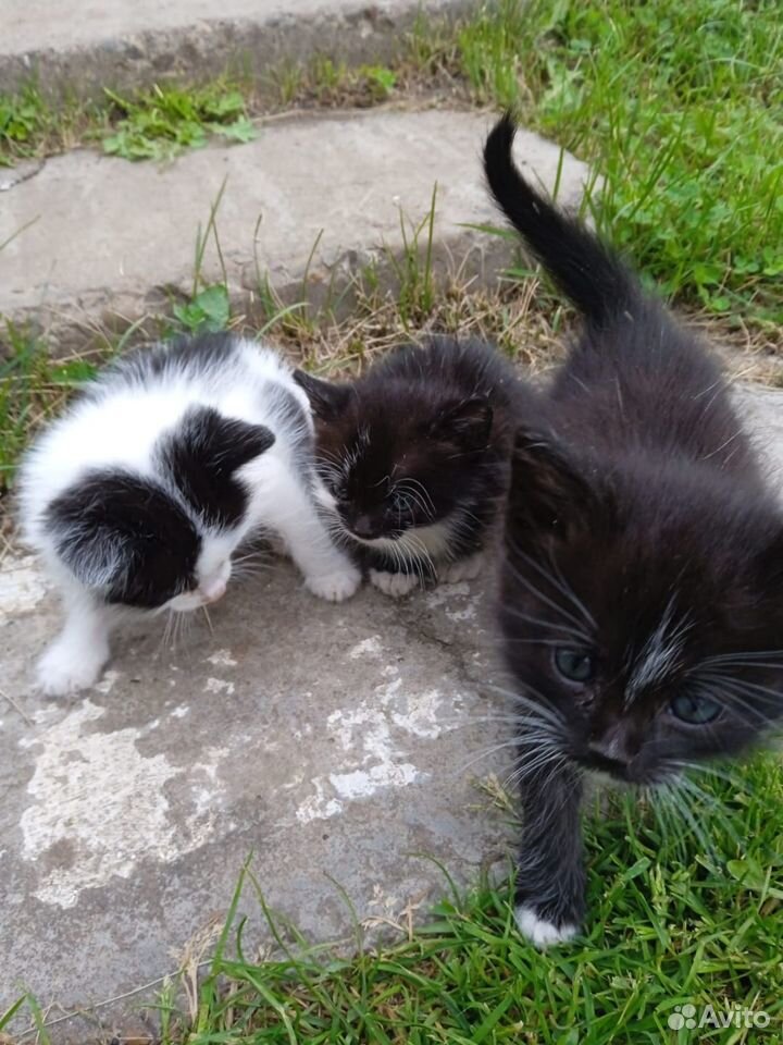 Котята в добрые руки бесплатно