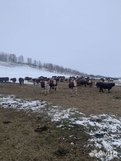 Телки,Нетель,Коровы породы Герефорд