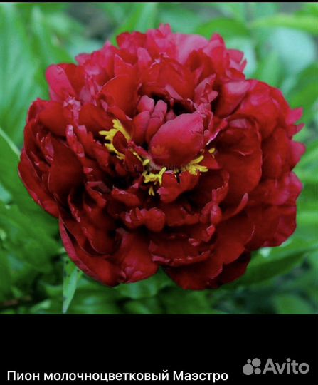 Пионы саженцы