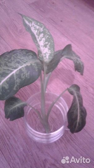 Диффенбахия