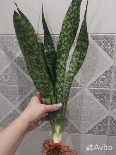 Сансевиерия сортовая