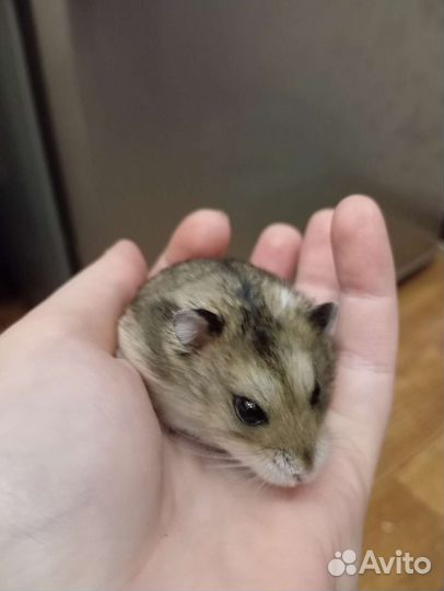 Джунгарский хомяк девочка