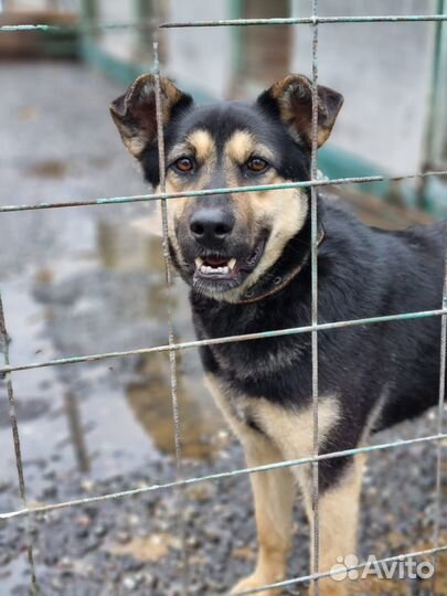 Собака в добрые руки. Возьмите Рут домой