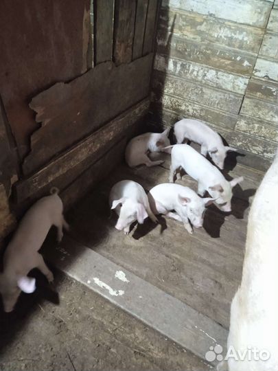 Поросята