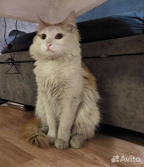 Кот в добрые руки, 1 год