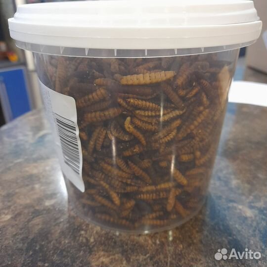 Личинки черной львинки сушёные