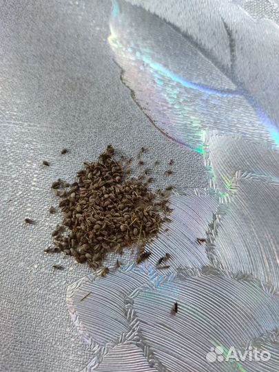 Петрушка семена можно на подоконнике