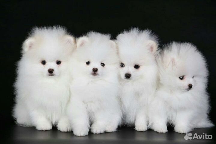 Корм для собак белых пород