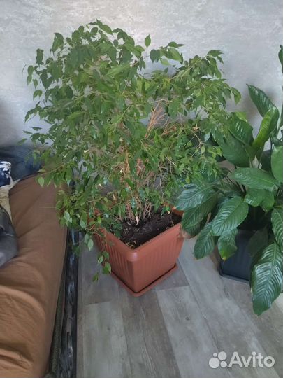 Комнатные цветы