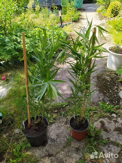 Увулярия и Амсония