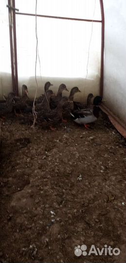 Подсадные утки