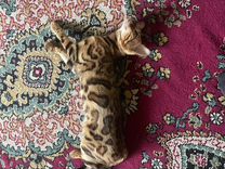 Бенгальская кошка ищет бенгальского кото для вязки