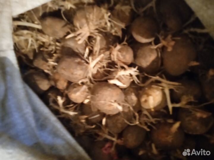 Картофель на корм скоту