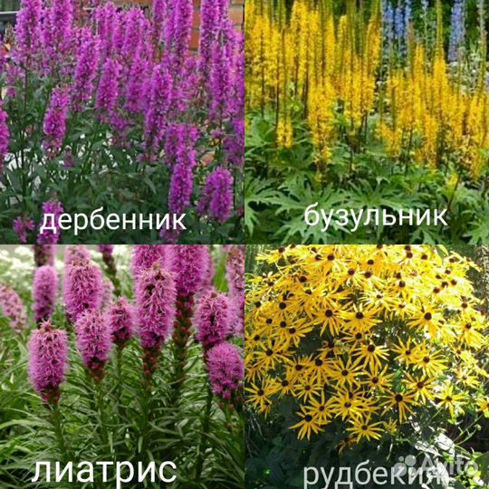 Многолетники травянистые