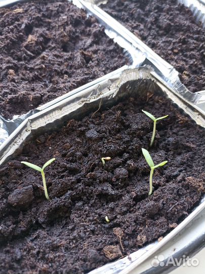 Семена (не гибриды, без Ф1), чеснок на посадку