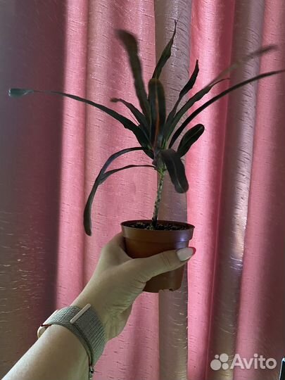 Комнатные растения