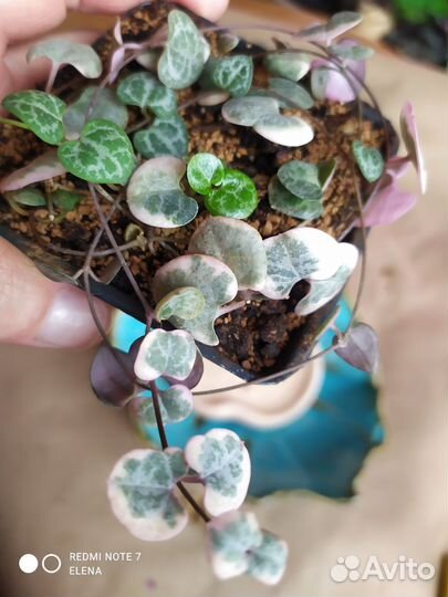 Церопегия Вуда