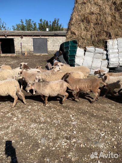 Овцы бараны ягнята