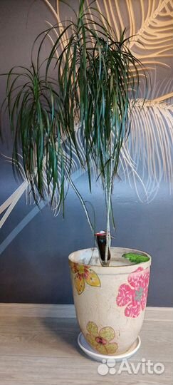 Большой керамический горшок для цветов+драцена