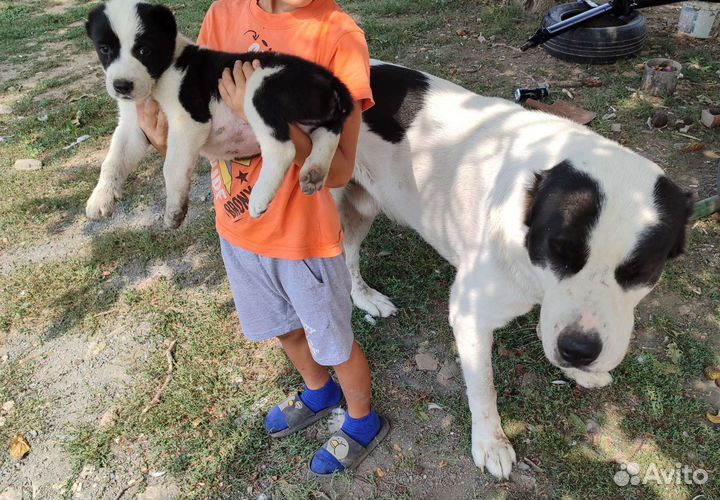 Среднеазиатская овчарка алабай щенки