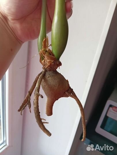 Замиокулькас