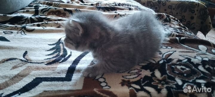 Британец мальчик