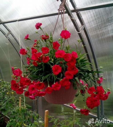 Гвоздика ампельная, вербена